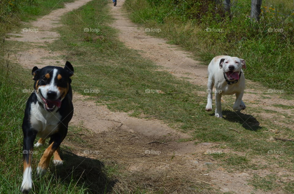 Two dog running down the road in the country on a dirt road.