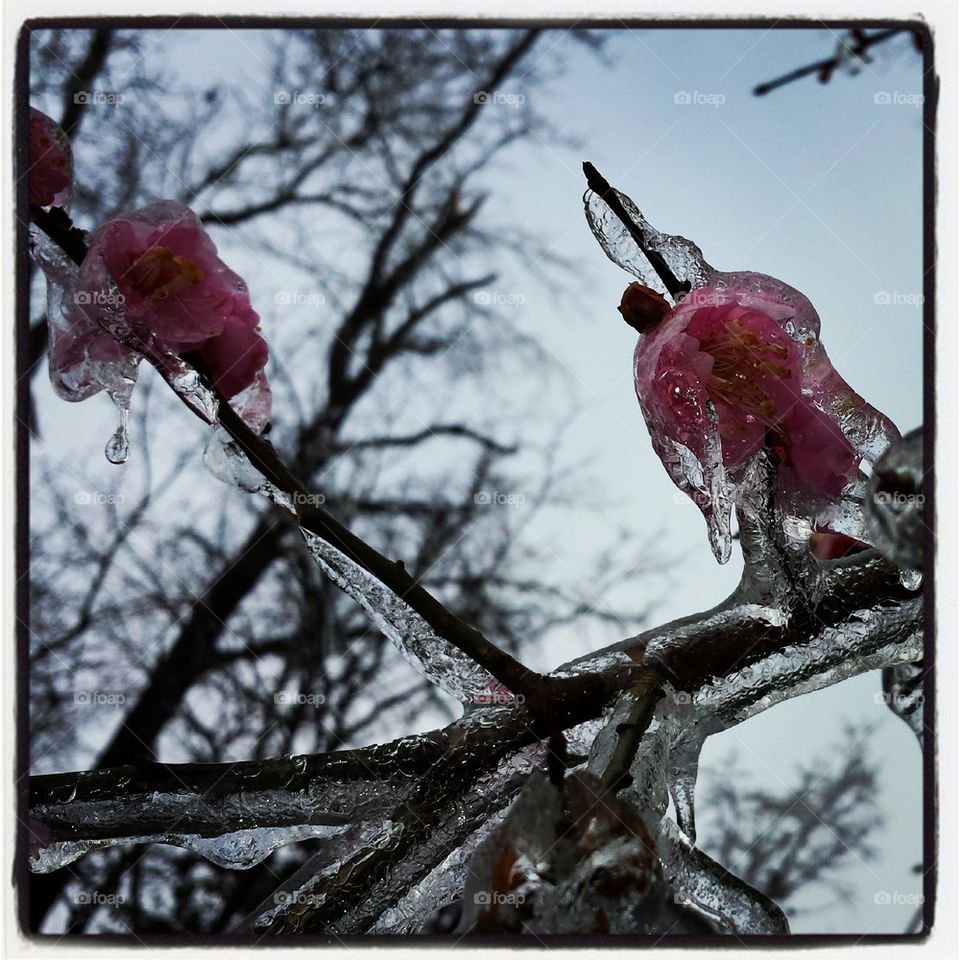 Iced Apricot