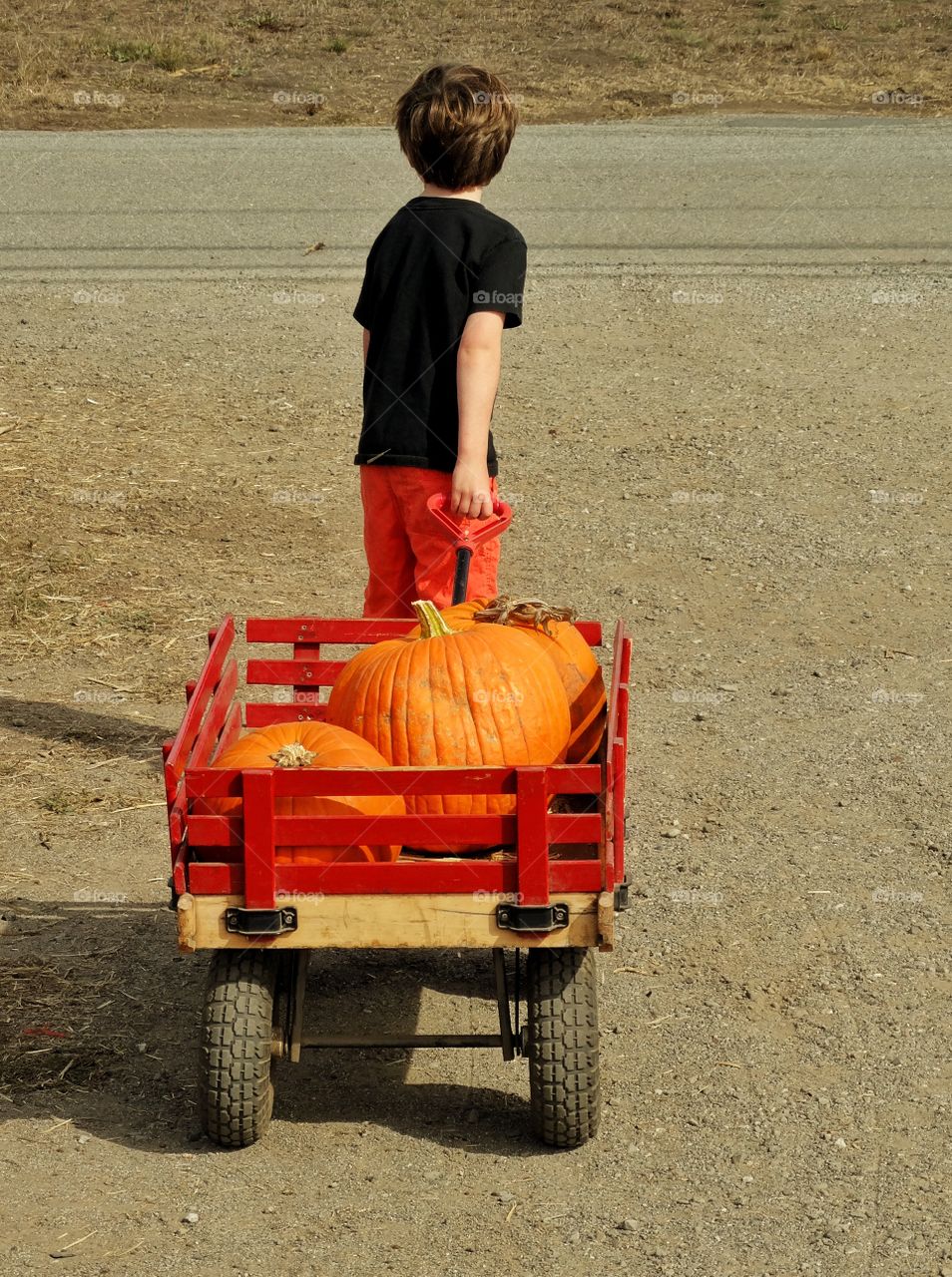Boy Pulling A Wagon Full Of Pumpkins