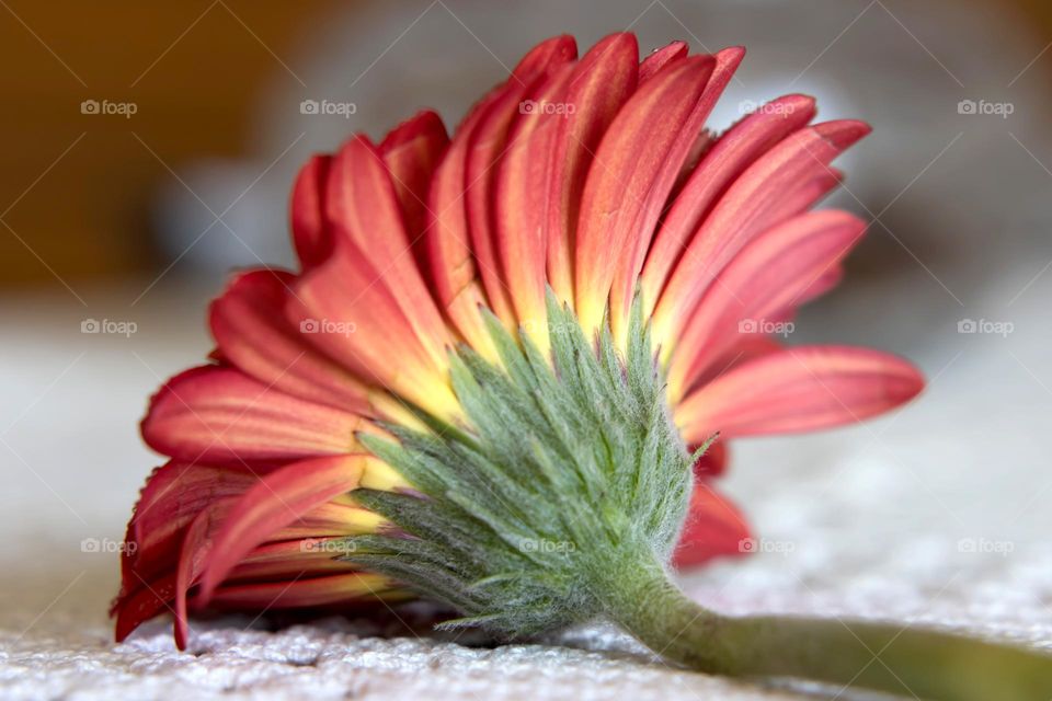 Gerbera