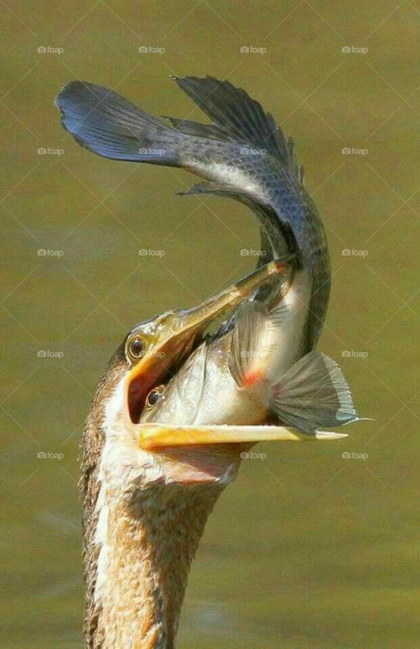 A linda imagen inusitada de um pássaro se alimentando com um peixe.