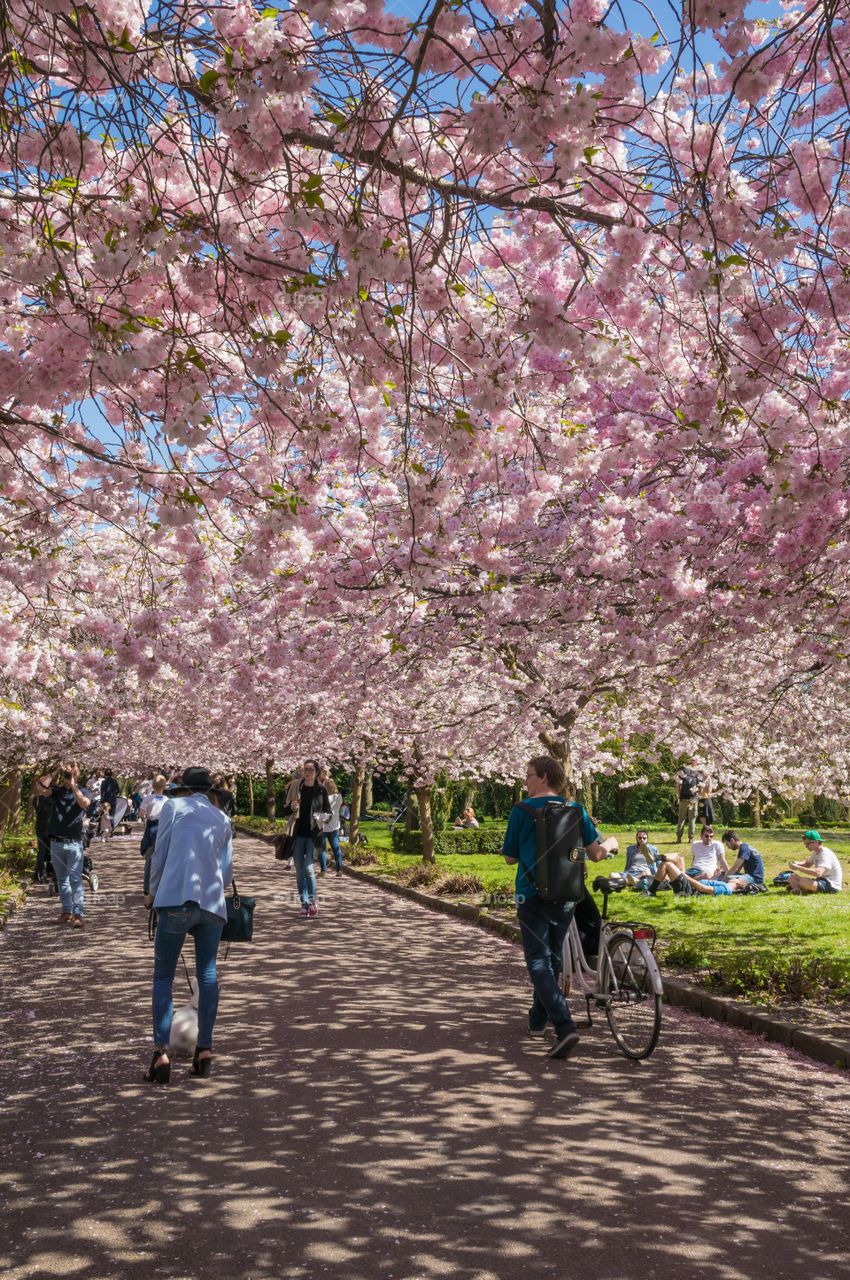 Pink park