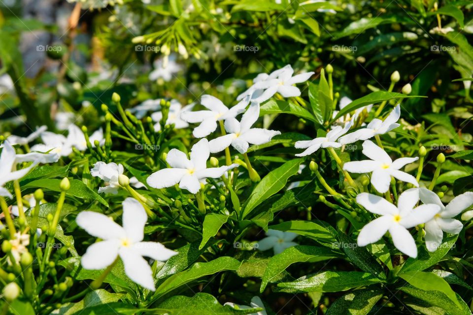 small white flower bush