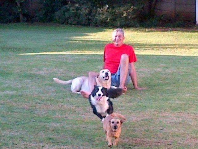 happy dogs
