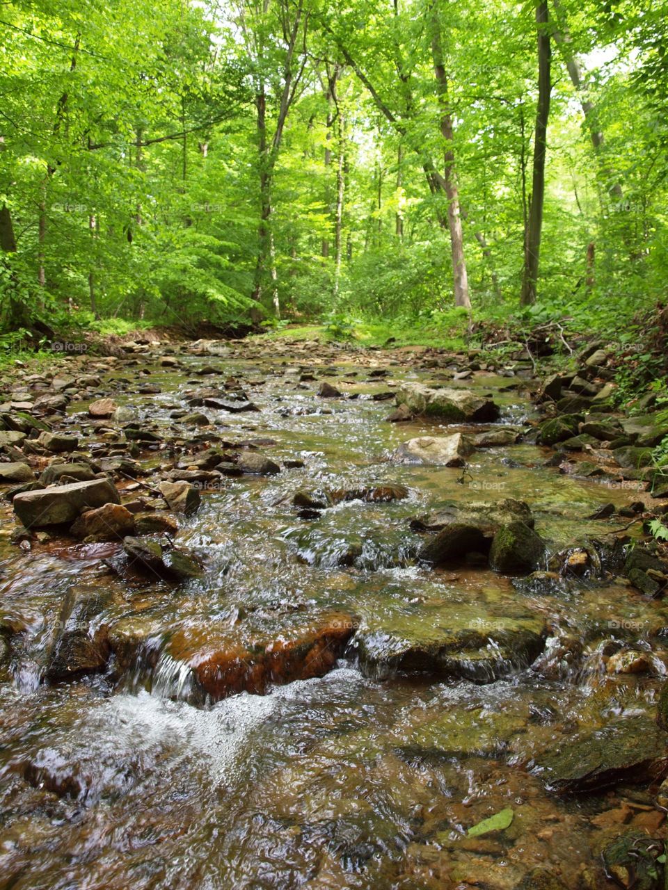 Summer Creek. Stream in the forest