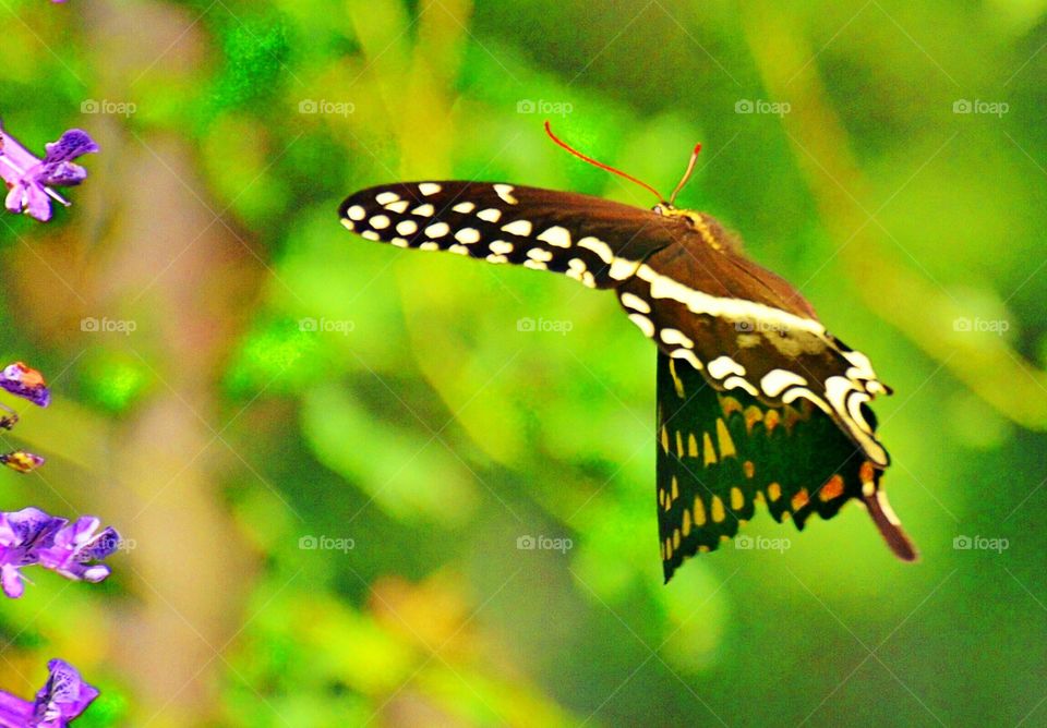 Flying Butterfly 