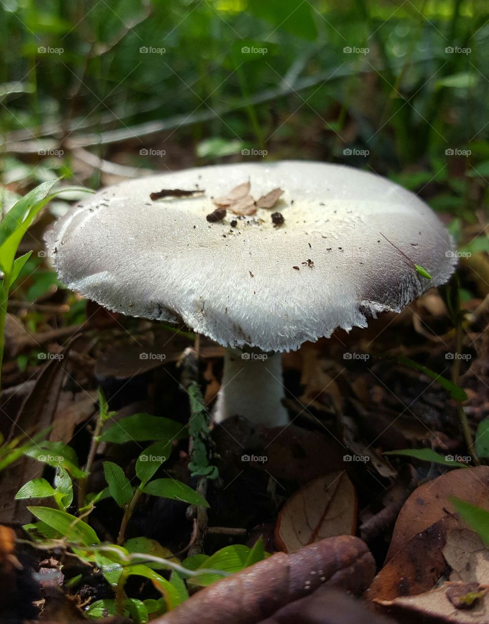 Mushroom, Fungus, Toadstool, Fall, Boletus