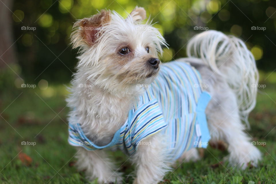 My yorkshire terrier!