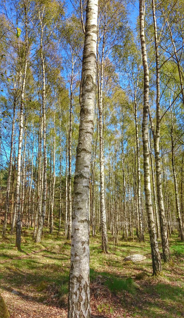 View of trees in forest