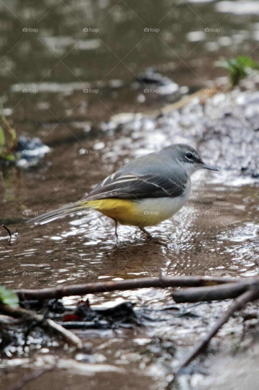 Wagtail 