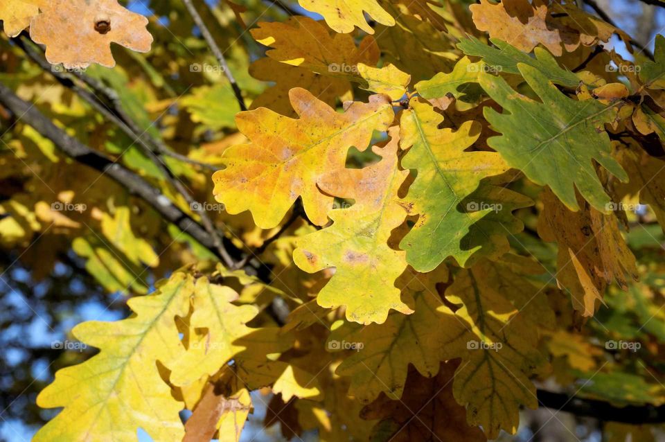 Yellow Oak Leaves