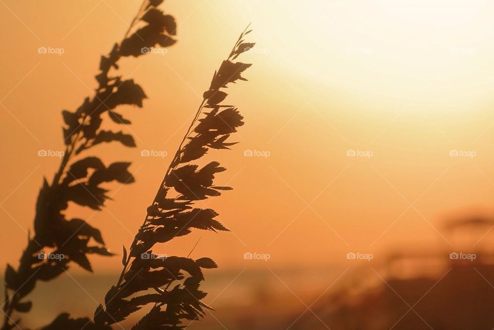 Sea oats