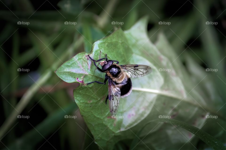 in garden