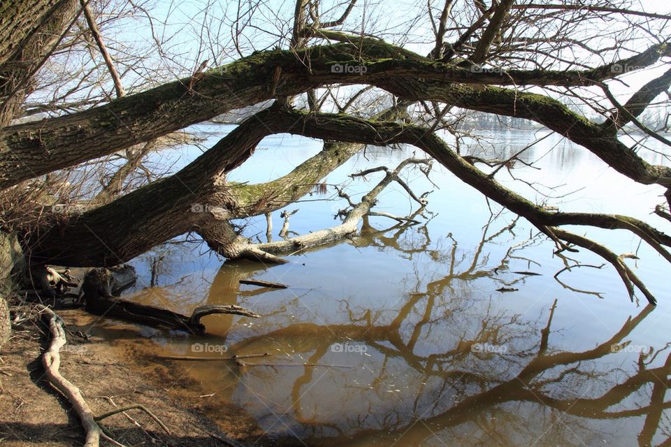 Bare tree over lake