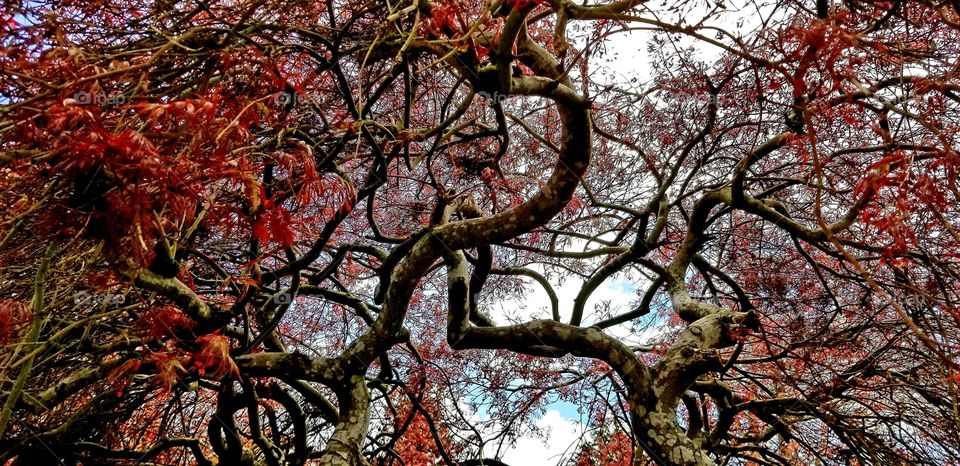 Awesome red leaves on this Japanese maple tree