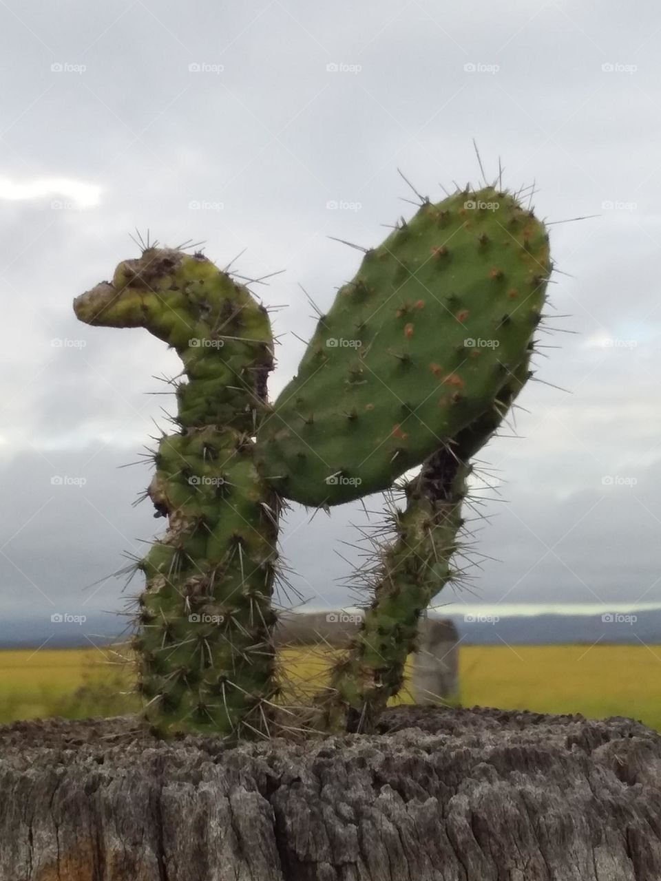Prickly pear growing in the top of a fencepost