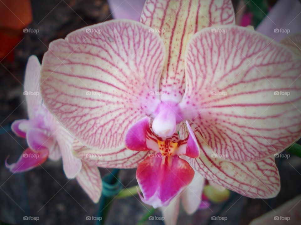 orquídea rosa - pink orchid