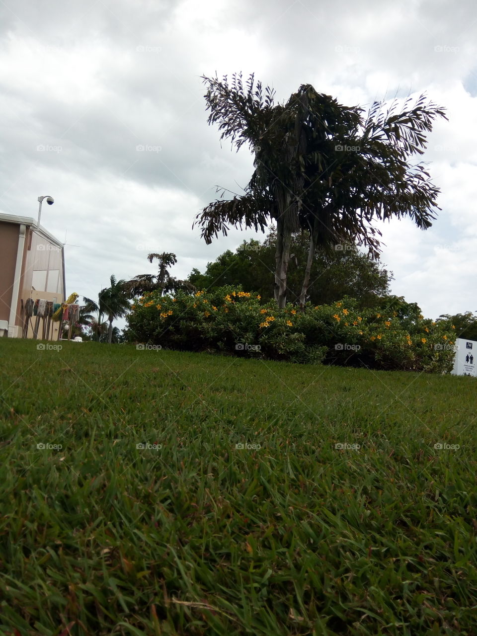Tree, No Person, Landscape, Grass, Outdoors