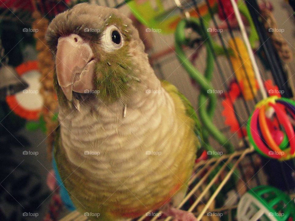 Snuggles the Bird