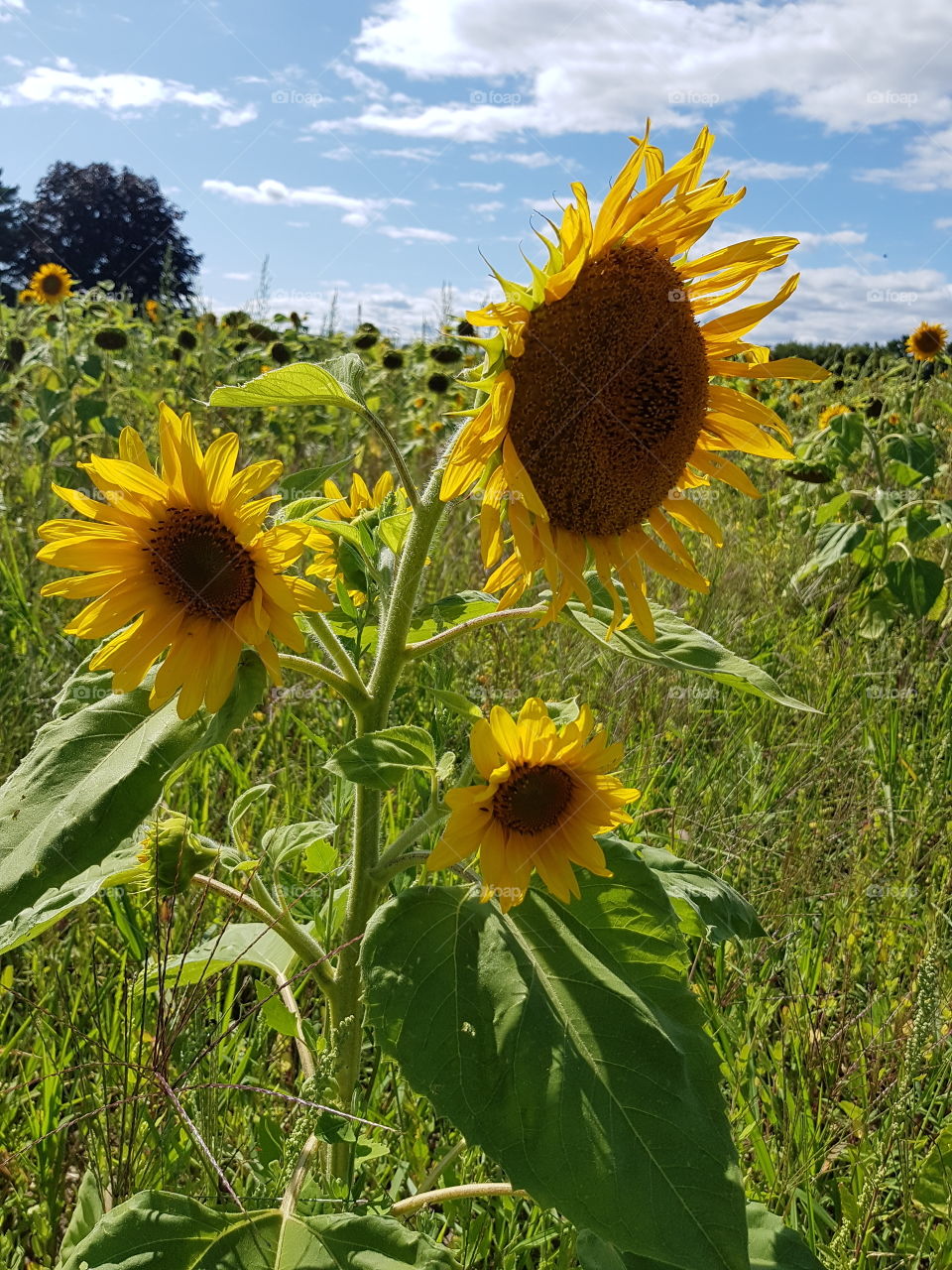 Sunflowers