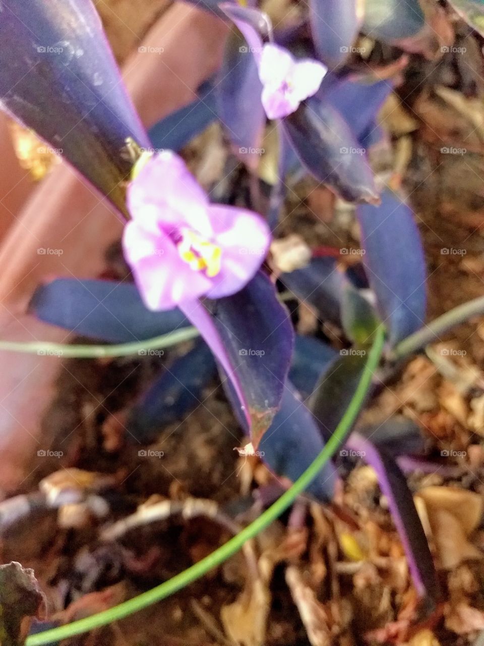 Wandering Jew taking root and thriving, and adding another tiny, pink flower