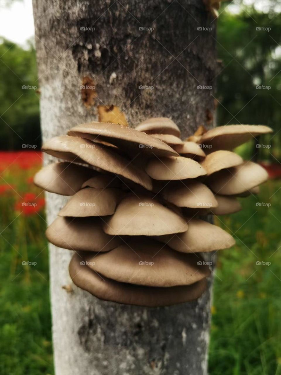 Mushroom in the tree