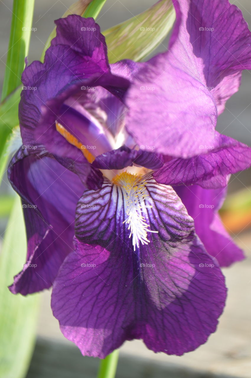 Iris1