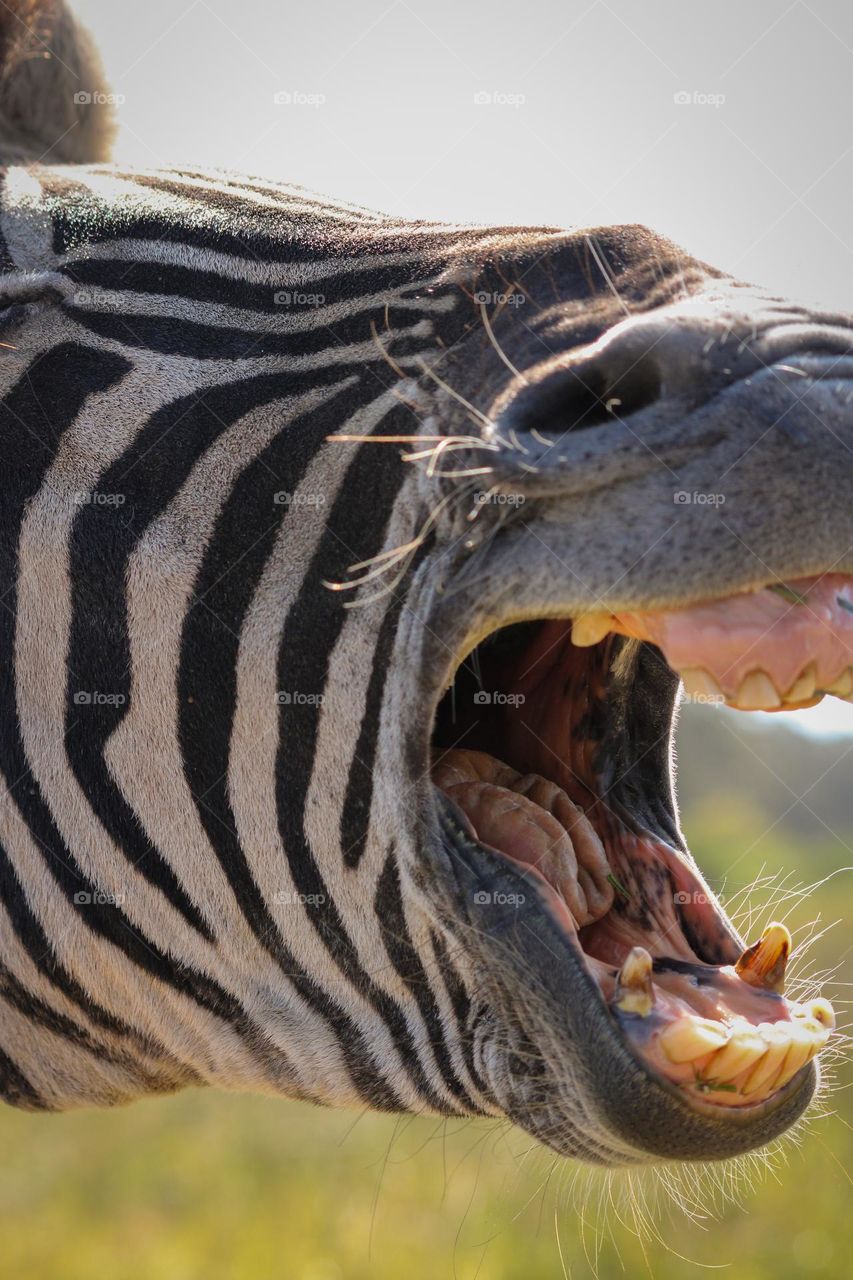 Close up of a zebra yawning