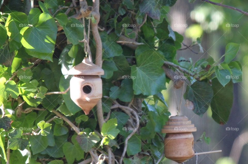 Hummingbird Home