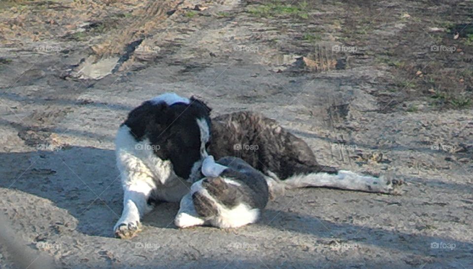 Nature, No Person, Animal, Outdoors, Mammal