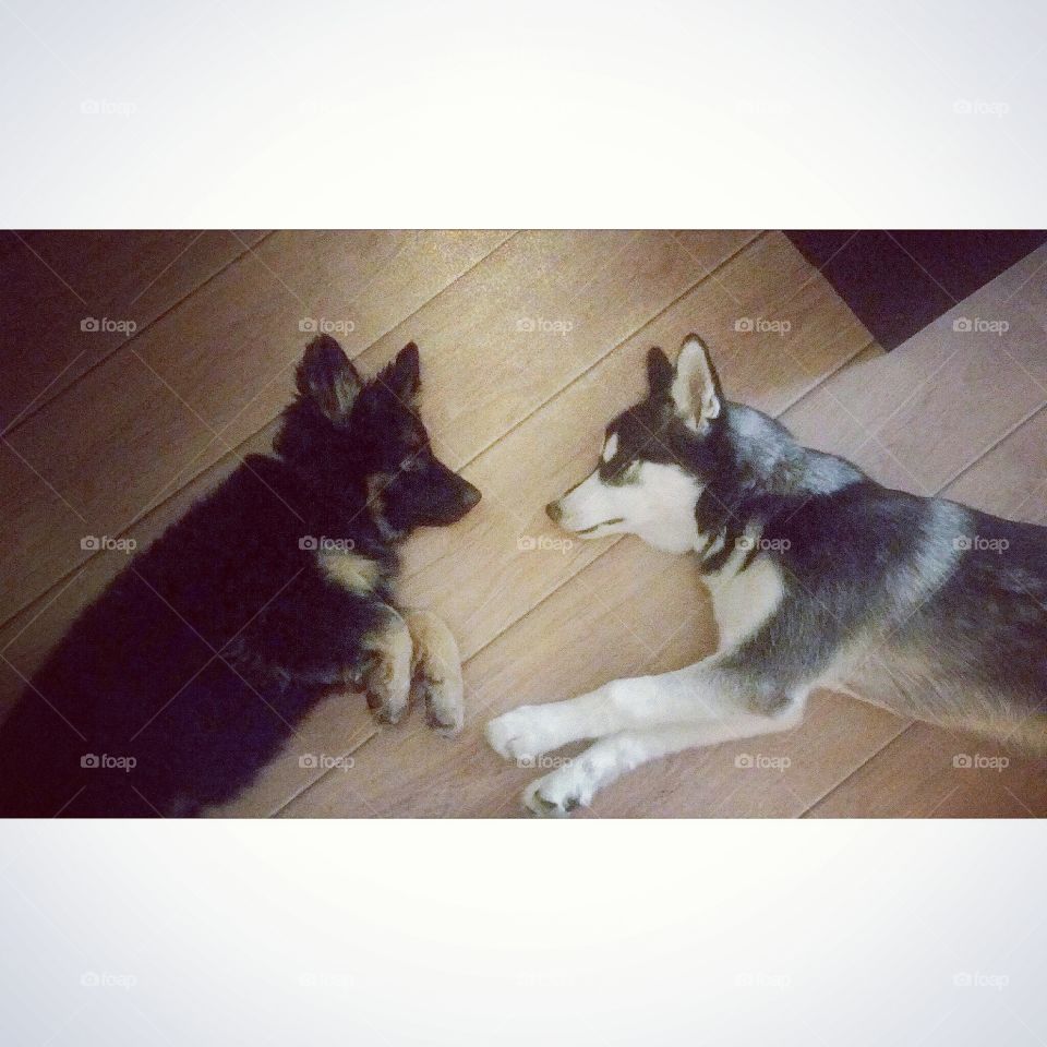 german shepherd and husky puppies