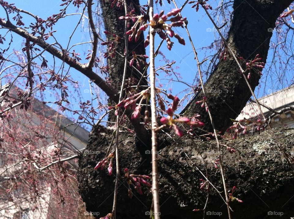 Blossom tree close up