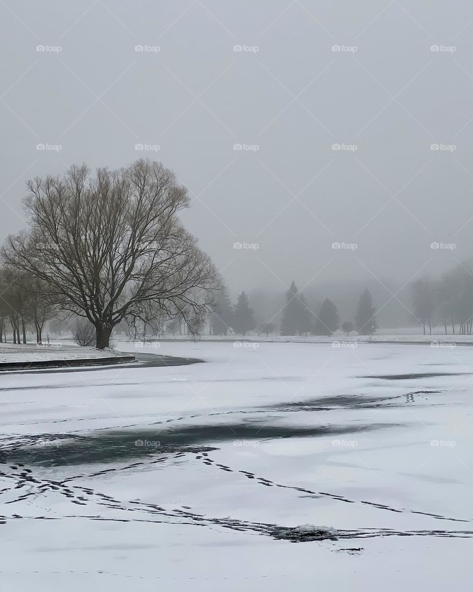 Winter landscape. A tree on the shore of a frozen lake.