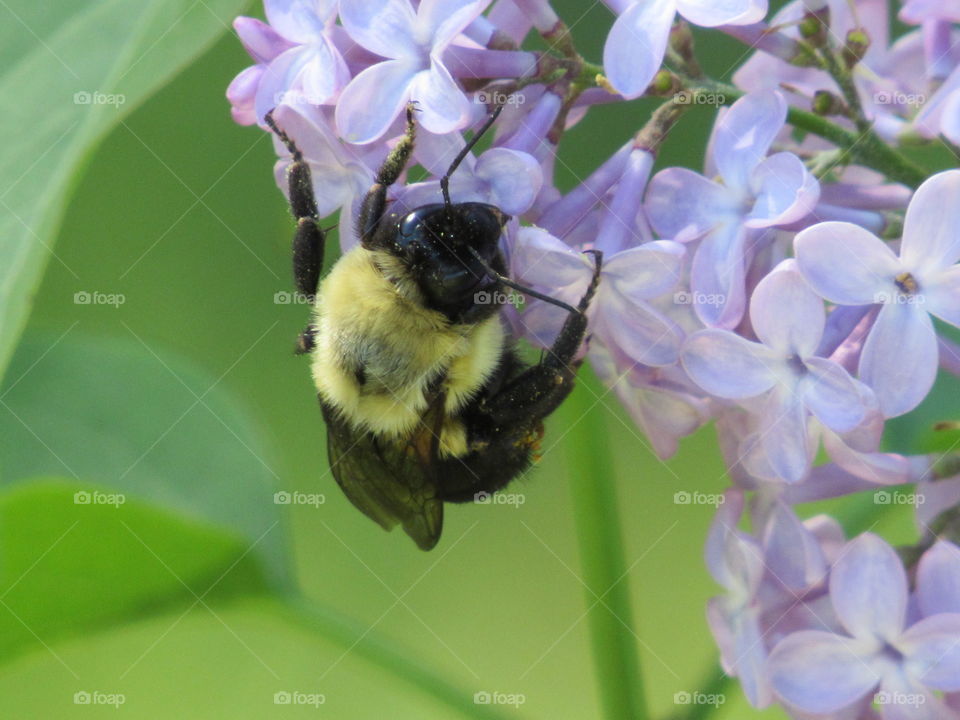 Bee pollinating Lilacs