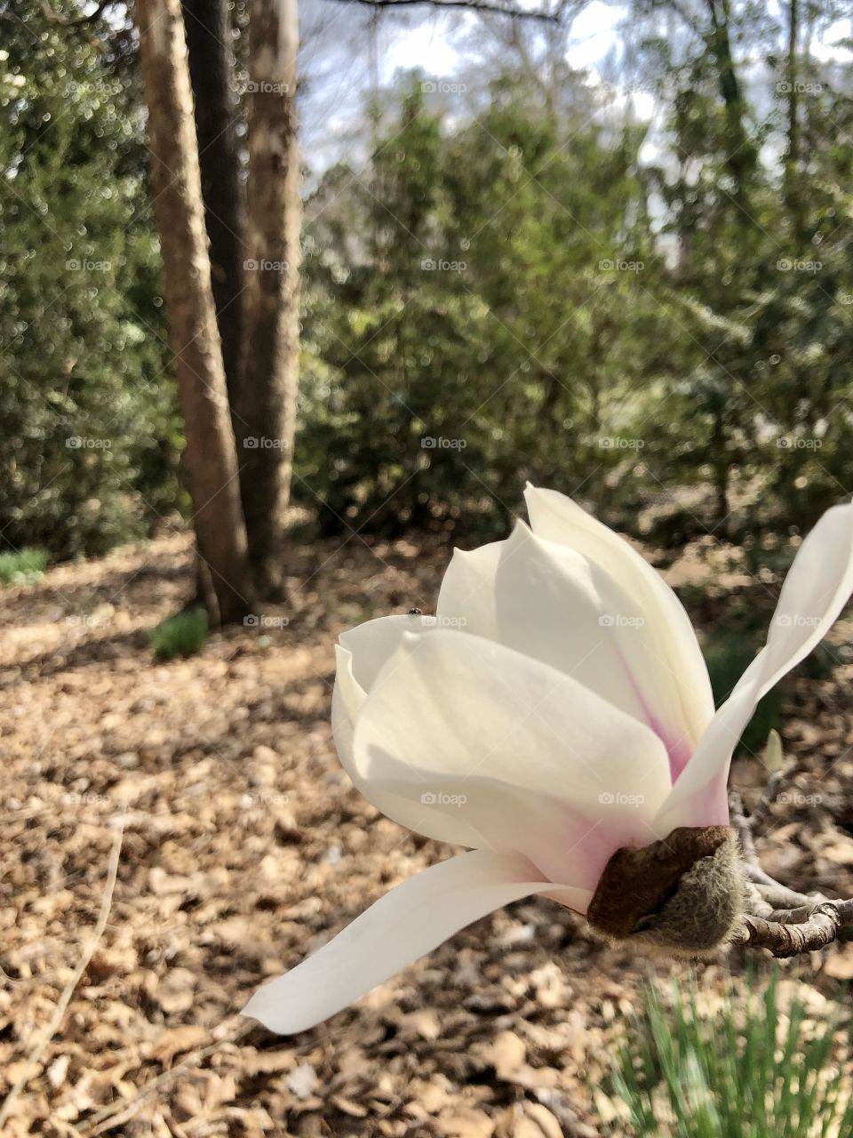Magnolia tree flowering 