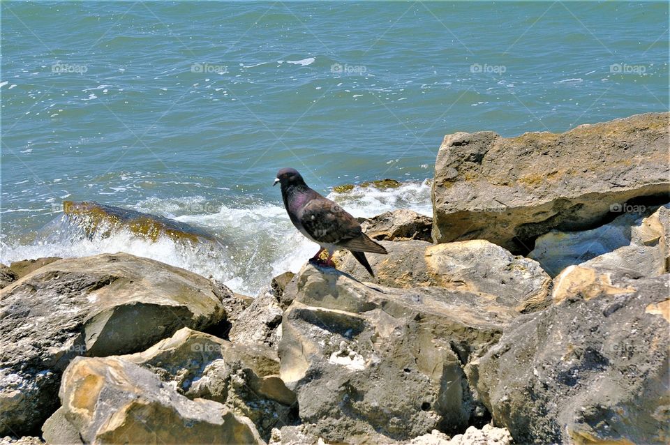 Ocean Waves  on Rocks With Pigion 