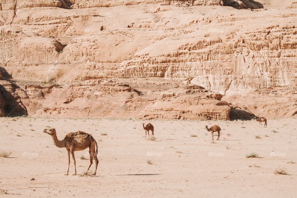 Camels in Wadi Rum, Jordan 