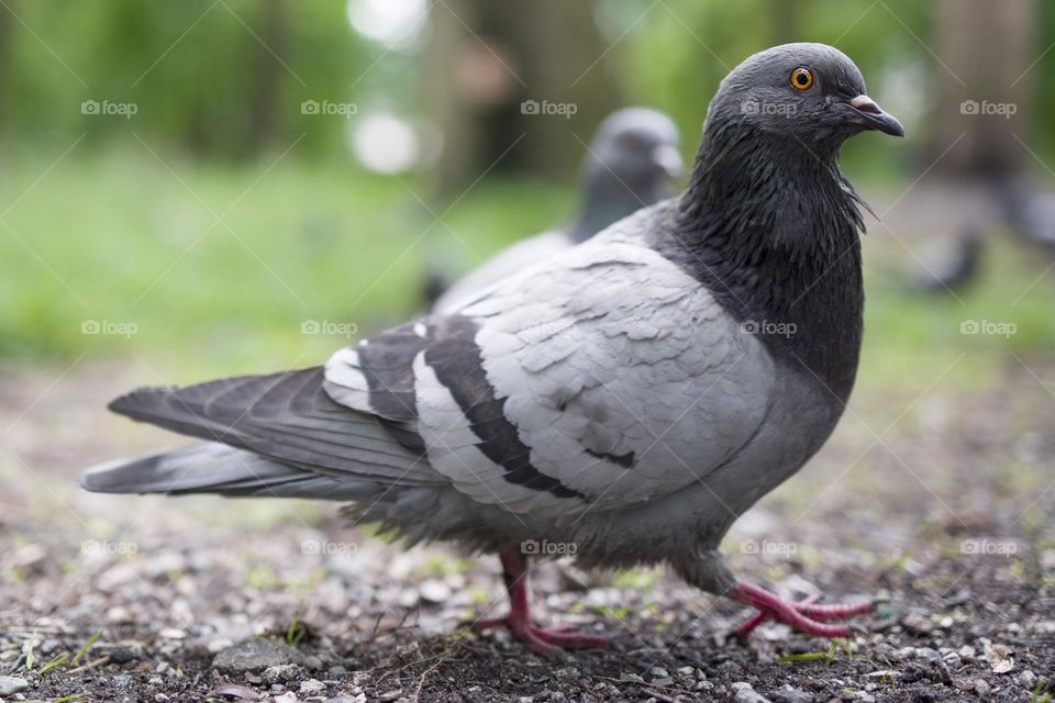 Close-up portrait of the rock dove (Columba livia)