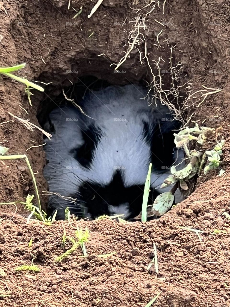 Bunny in the hole