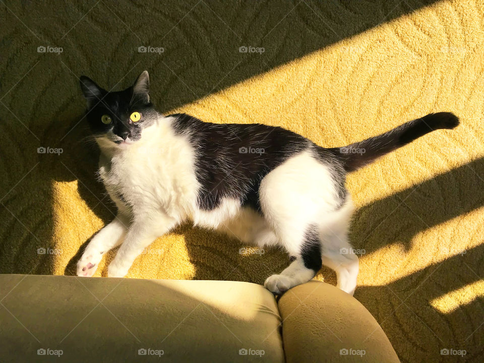 Cat with yellow eyes in light and shadows 