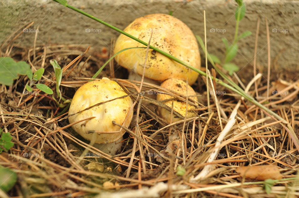 Champignon mushrooms