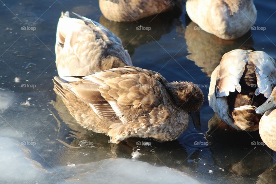 Duck, Nature, Water, Bird, No Person