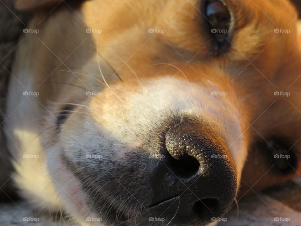 close up of texture dog nose