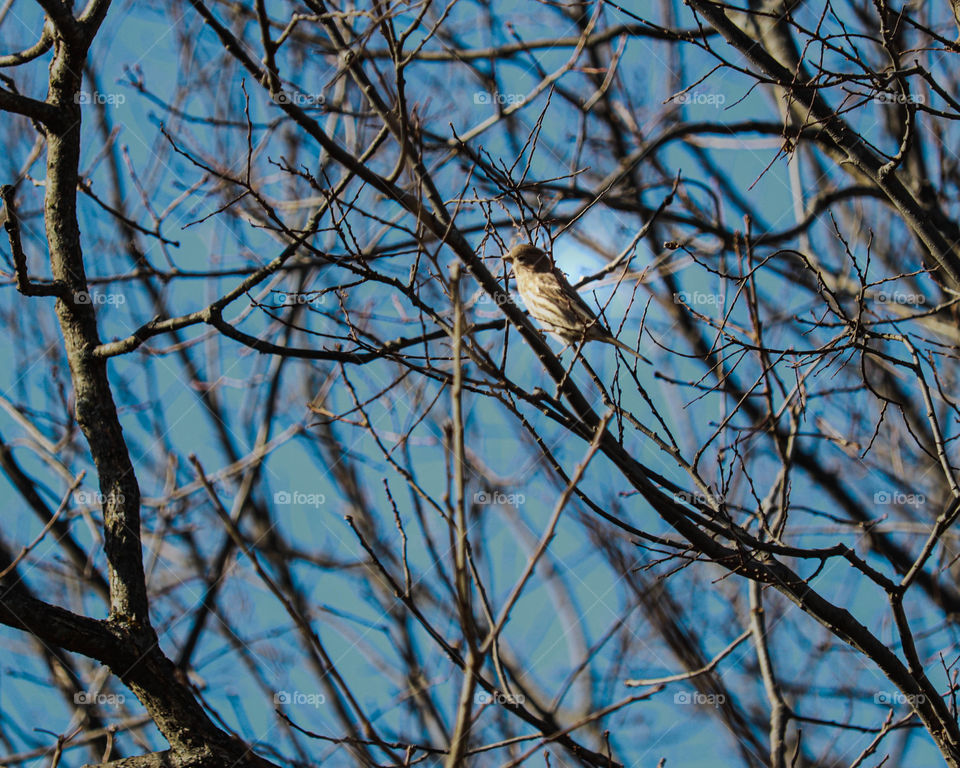 bird in a tree