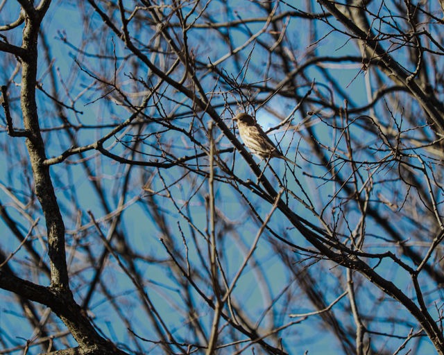 bird in a tree