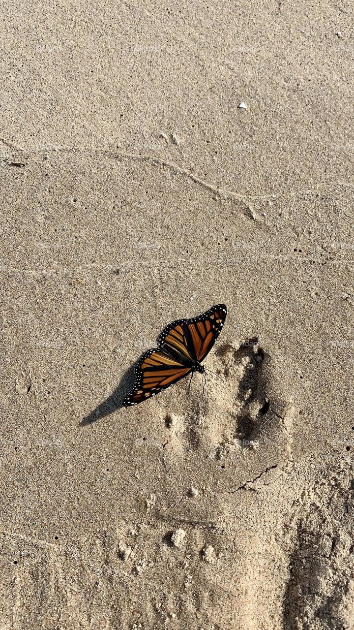 Butterfly on the sand