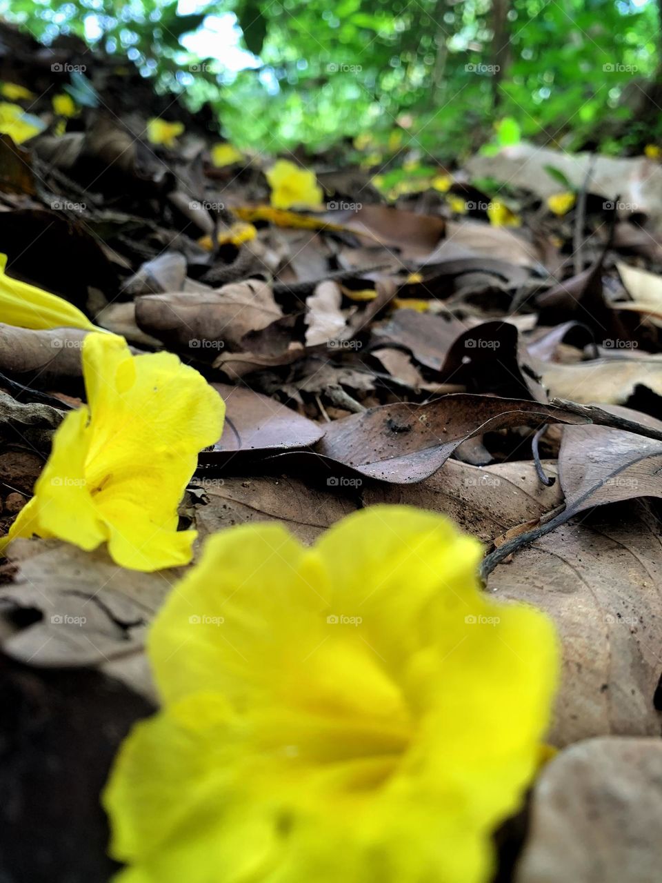 Fallen , still beautiful 