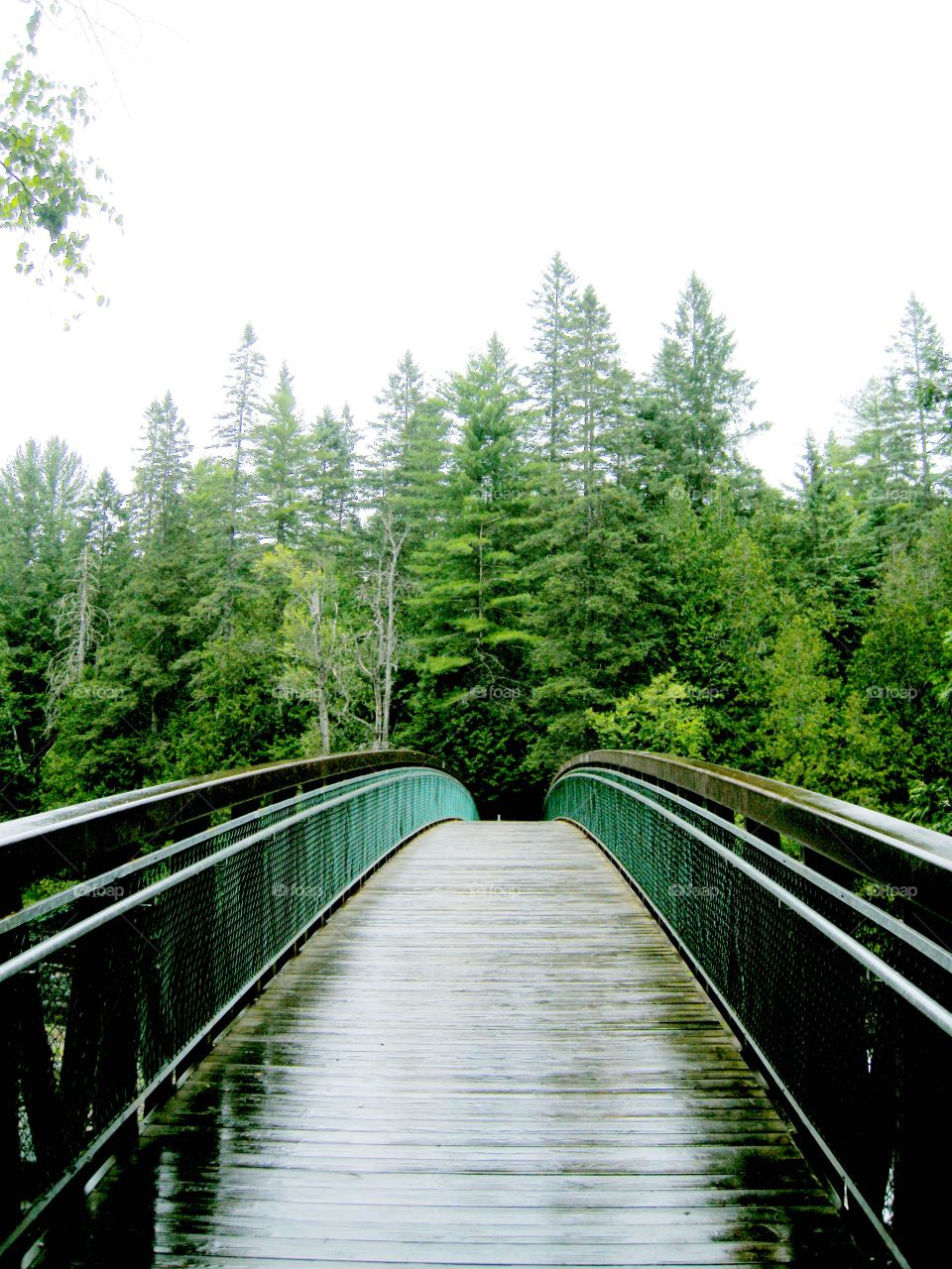 Rainy day in the forest.
