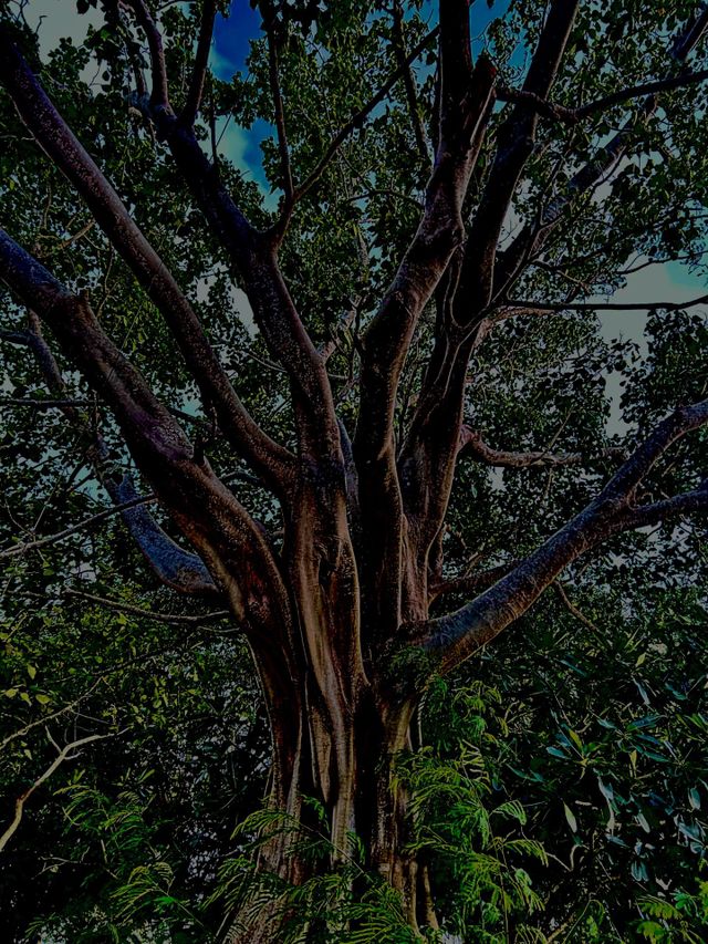 Abstract tree photography 