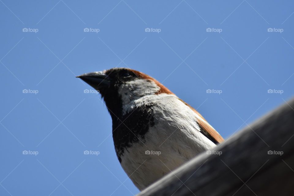 Old World sparrows are a group of small passerine birds forming the family Passeridae. They are also known as true sparrow